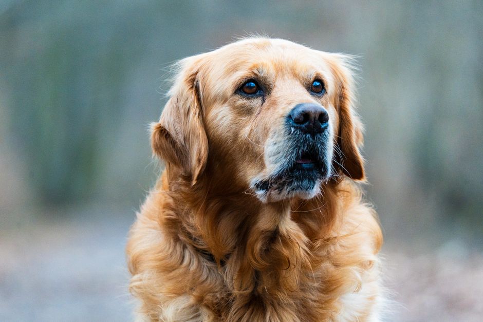 How Do I Find a Responsible Golden Retriever Breeder Near Me?