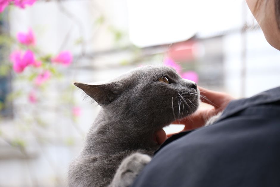 Why Is My Cat Suddenly So Clingy and Following Me Everywhere?