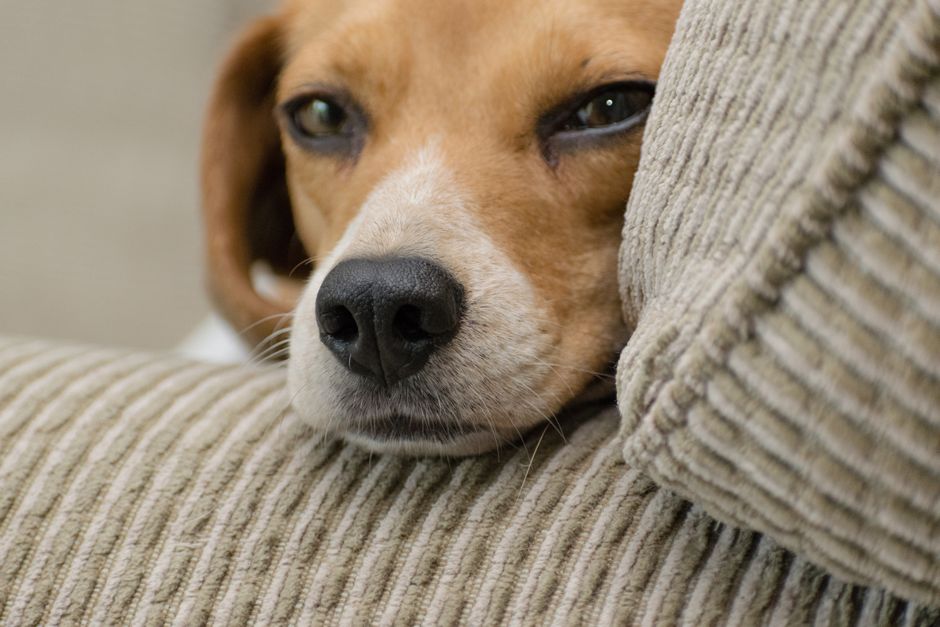 When Does Pet Urine Odor Need Professional Remediation?
