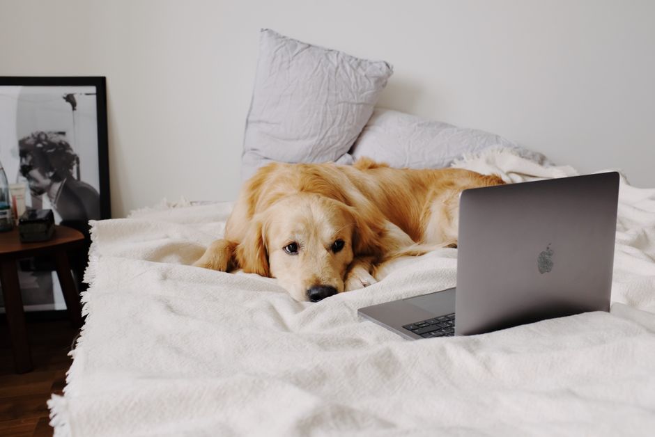 How Do I Find a Legitimate Local Puppy Rescue and Avoid Scams?