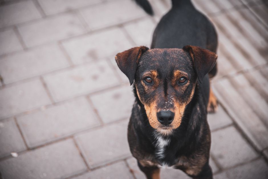 Where Can I Find Free or Low-Cost Veterinary Care Near Me?