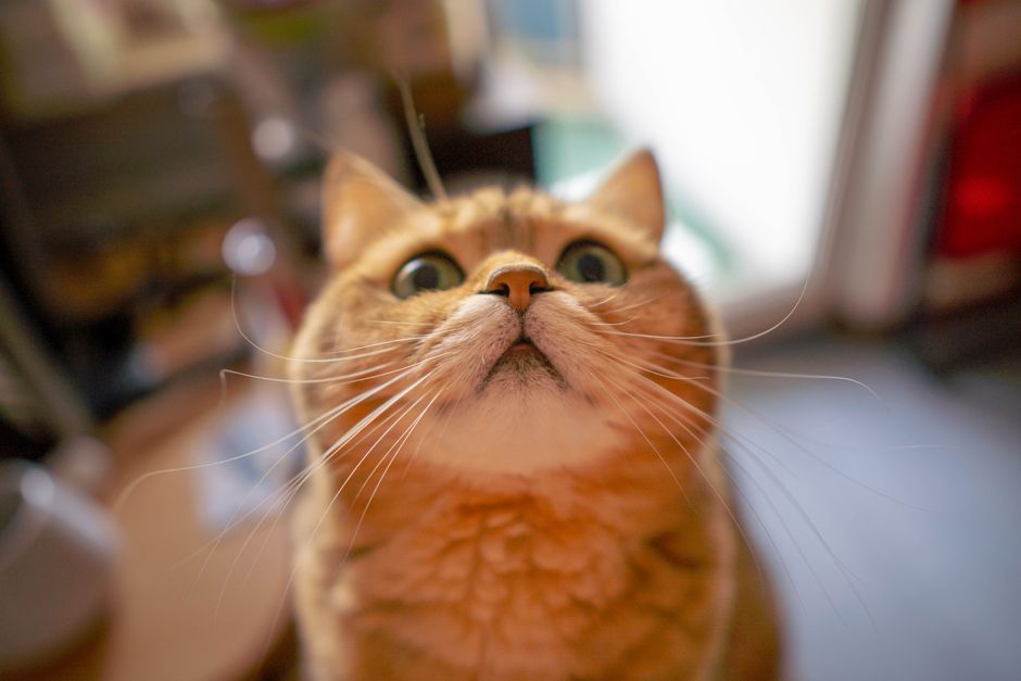 Why Does My Cat Purr and Ask for Pets, Then Suddenly Bite Me?