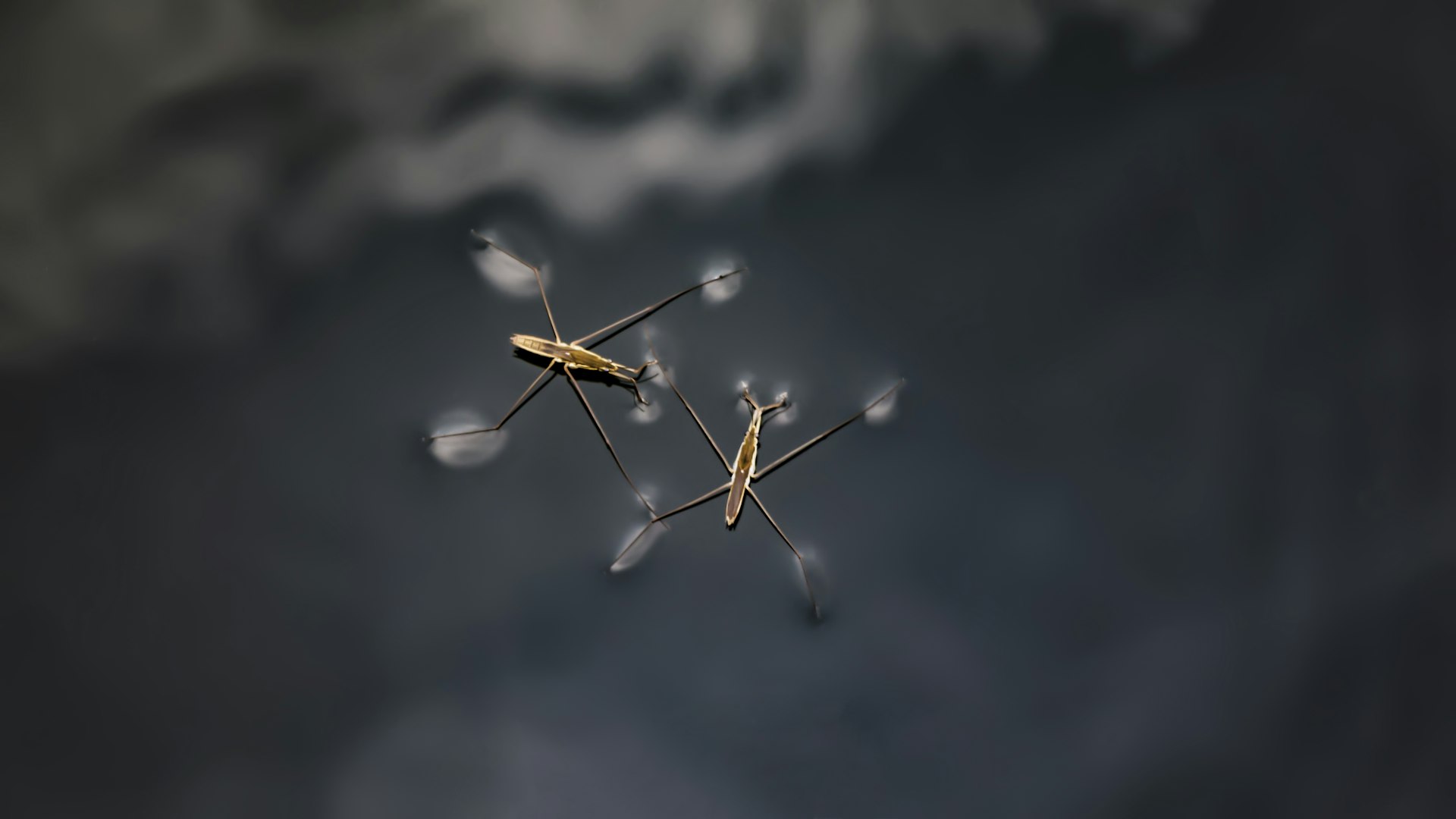 Unlocking the Power of AI Algorithms for Advanced Drone Swarm Coordination